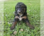 Image preview for Ad Listing. Nickname: Bella Moyen