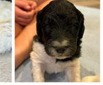 Puppy harvest Labradoodle-Poodle (Standard) Mix