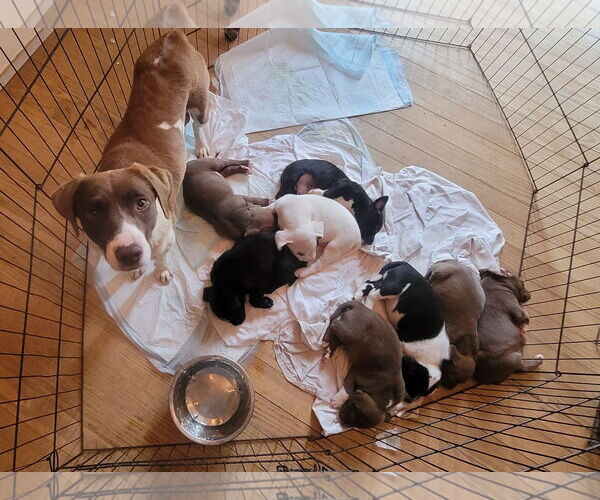 Medium Photo #13 Pointer-Unknown Mix Puppy For Sale in Woodbury, NY, USA