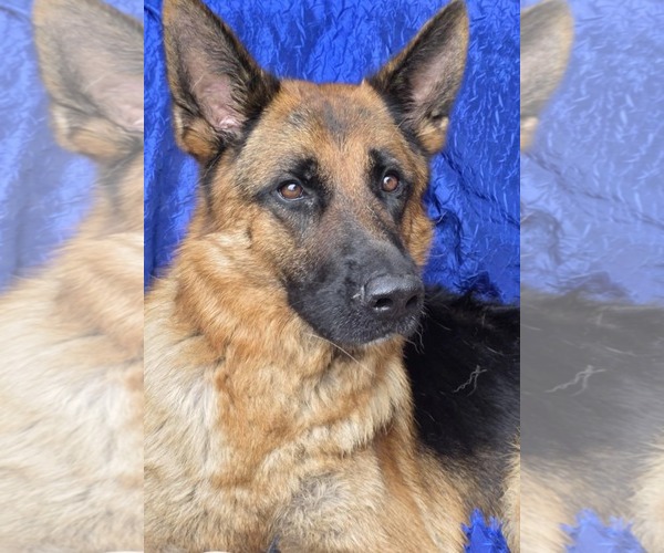 Medium Photo #2 German Shepherd Dog Puppy For Sale in Cuba, NY, USA