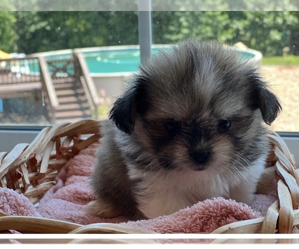 Medium Photo #1 Shiranian Puppy For Sale in CALLAO, MO, USA