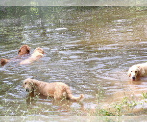 Golden Retriever Puppy for sale in CROSSVILLE, TN, USA