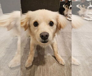 Mutt Dogs for adoption in Bellevue, WA, USA