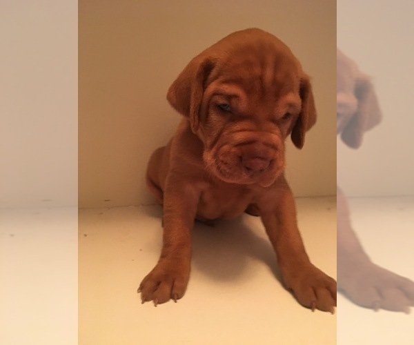 Medium Photo #1 Vizsla Puppy For Sale in CASHTON, WI, USA