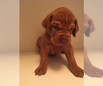 Small Photo #1 Vizsla Puppy For Sale in CASHTON, WI, USA