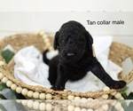Small Photo #11 Goldendoodle Puppy For Sale in BOGALUSA, LA, USA