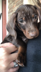 Dachshund Puppy for sale in BLOUNTVILLE, TN, USA