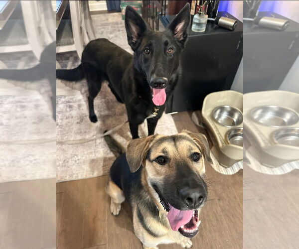 Medium Photo #3 German Shepherd Dog Puppy For Sale in La Grange , NC, USA