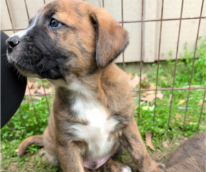 Boxer Puppy for sale in FENTON, MI, USA