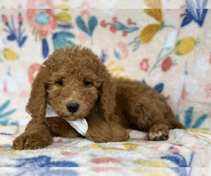 Labradoodle-Poodle (Standard) Mix Puppy for sale in LANCASTER, PA, USA