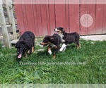 Small #3 Australian Shepherd