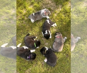 Akita Puppy for sale in MONROE, NC, USA