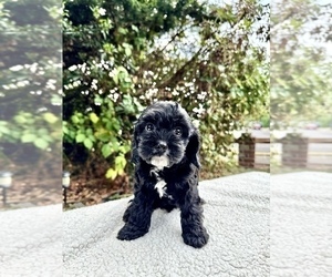 Cavapoo Puppy for sale in GRESHAM, OR, USA