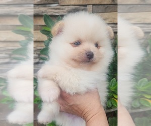 Pomeranian Puppy for sale in HOMESTEAD, FL, USA