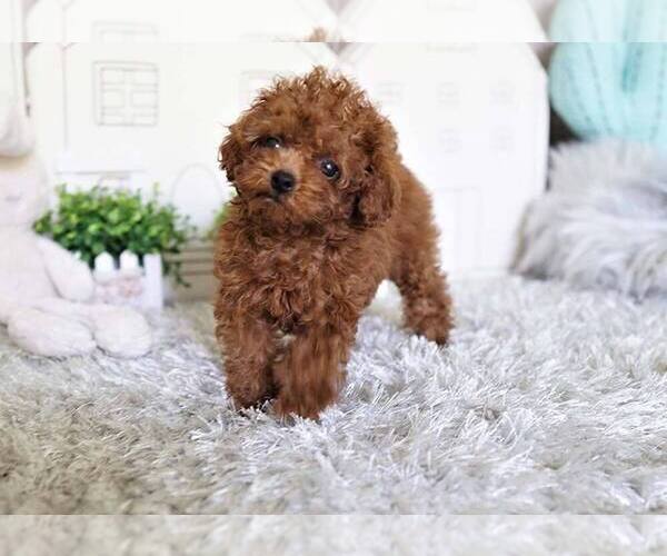 Medium Photo #1 Poodle (Toy) Puppy For Sale in FULLERTON, CA, USA