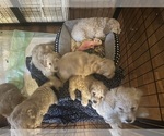 Small #6 Cock-A-Poo-Maltipoo Mix