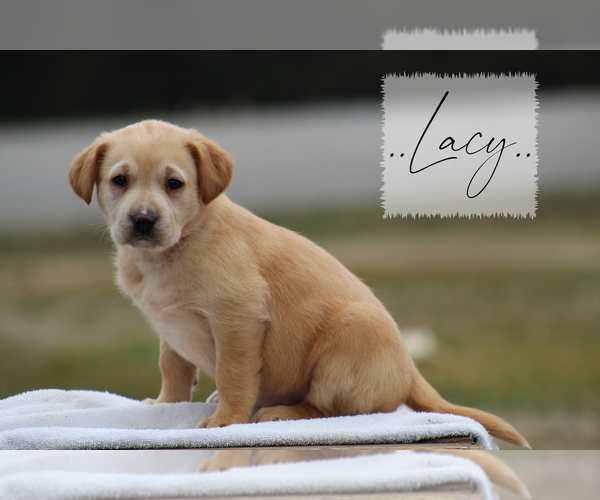 Medium Photo #1 Labrador Retriever Puppy For Sale in COTTAGE GROVE, TN, USA