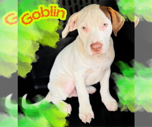 Mutt Dogs for adoption in Claremore, OK, USA