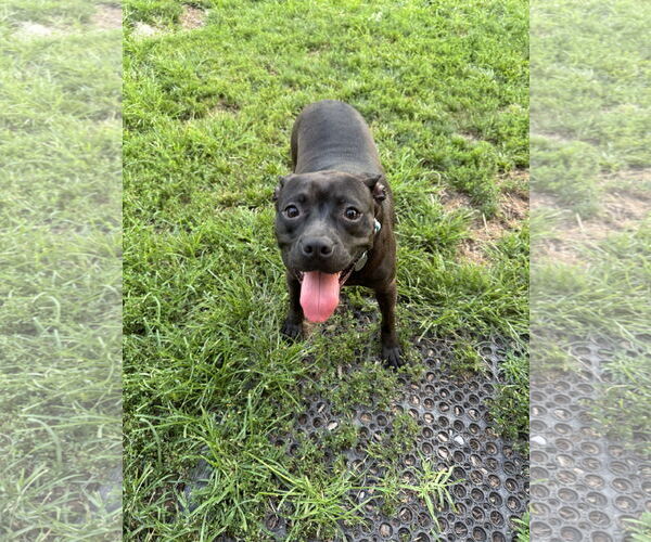 Medium Photo #2 Mutt Puppy For Sale in Doylestown, PA, USA