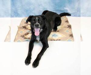 Korra - Female Labrador Retriever-Unknown Mix Dog for Adoption - Photo #4