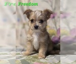 Small #3 Chorkie-Yorkshire Terrier Mix