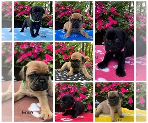 Puggle Puppy for sale in ELKTON, VA, USA