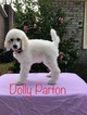 Small Photo #2 Poodle (Standard) Puppy For Sale in CHARLESTON, SC, USA