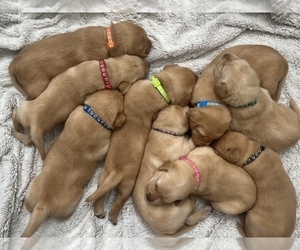 Labrador Retriever Puppy for sale in ROCKLIN, CA, USA