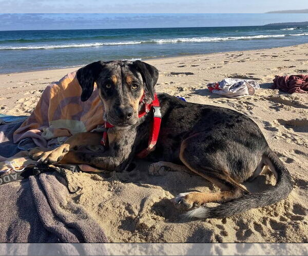 Medium Photo #2 Catahoula Leopard Dog-Unknown Mix Puppy For Sale in Wakefield, RI, USA