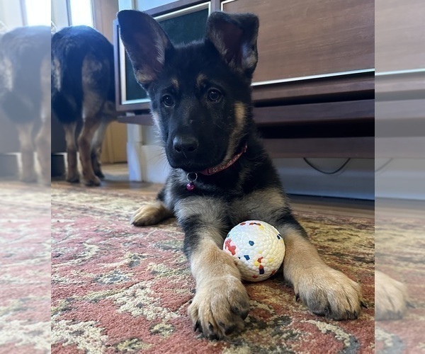 Medium Photo #6 German Shepherd Dog Puppy For Sale in PERKINSVILLE, VT, USA