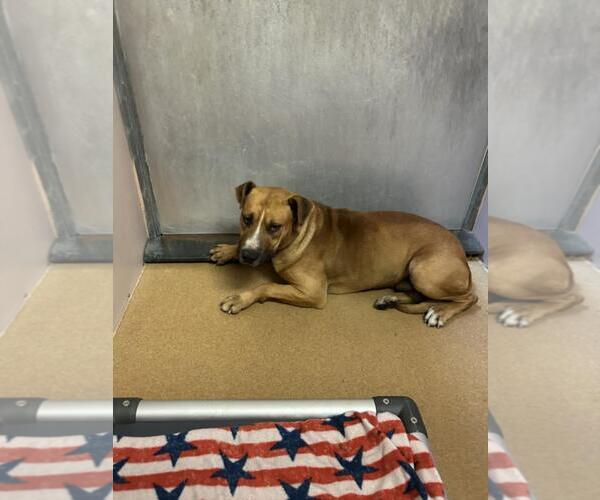 Medium Photo #1 American Pit Bull Terrier-Unknown Mix Puppy For Sale in Martinez, CA, USA