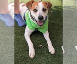 Small #1 Labrador Retriever Mix