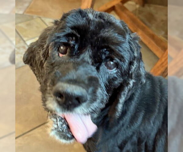 Medium Photo #6 Cocker Spaniel-Unknown Mix Puppy For Sale in Arlington, VA, USA