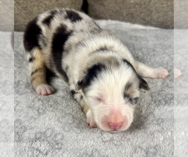 Medium Photo #20 Australian Shepherd Puppy For Sale in SALISBURY, NC, USA