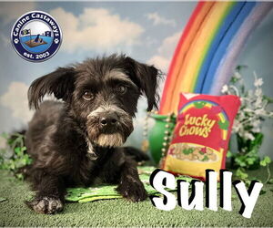 Captain Sully - Male Mutt Dog for Adoption - Photo #7