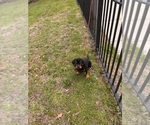 Small #4 Rottweiler