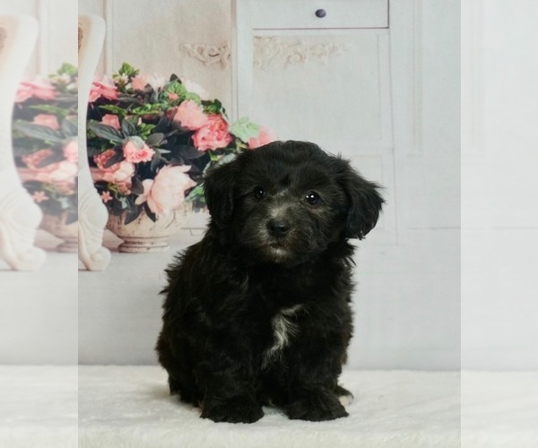 Medium Photo #4 Maltipoo-Poodle (Toy) Mix Puppy For Sale in WARSAW, IN, USA