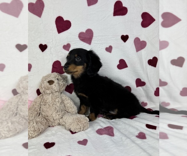 Medium Photo #5 Dachshund Puppy For Sale in GREENFIELD, IN, USA