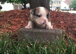 Puppy 4 Bulldog