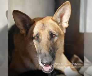 German Shepherd Dog-Unknown Mix Dogs for adoption in San Antonio, TX, USA
