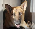 THOR - Male German Shepherd Dog-Unknown Mix Dog for Adoption - Small photo