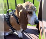 Small Photo #4 Basset Hound Puppy For Sale in Deepwater, NJ, USA