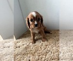 Small #2 Cavalier King Charles Spaniel