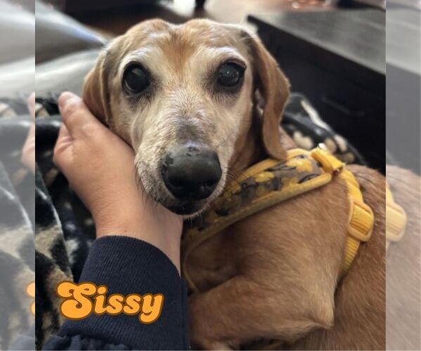 Medium Photo #4 Dachshund Puppy For Sale in San Antonio, TX, USA