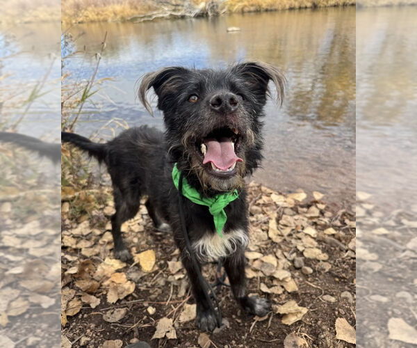 Medium Photo #2 Mutt Puppy For Sale in Lakewood, CO, USA