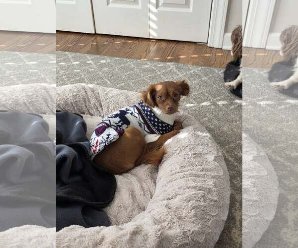 Medium Photo #2 Chiranian Puppy For Sale in Greenville, SC, USA