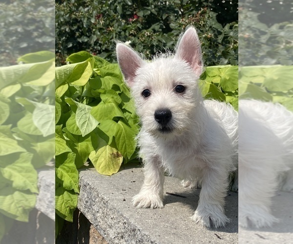 Medium Photo #4 West Highland White Terrier Puppy For Sale in CANOGA, NY, USA