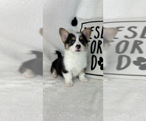 Medium Photo #2 Pembroke Welsh Corgi Puppy For Sale in GREENFIELD, IN, USA