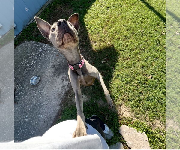Medium Photo #3 Blue Lacy Puppy For Sale in Houston, TX, USA