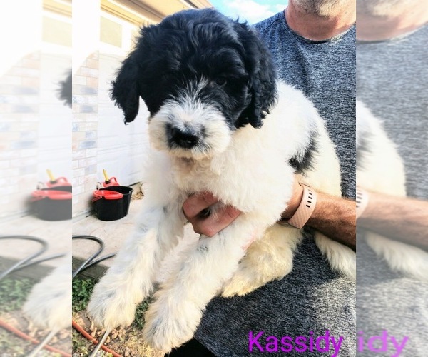Medium Photo #1 Pyredoodle Puppy For Sale in MARION, TX, USA
